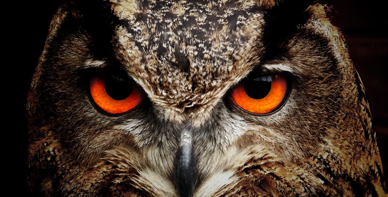 Close-up photo of an owl.