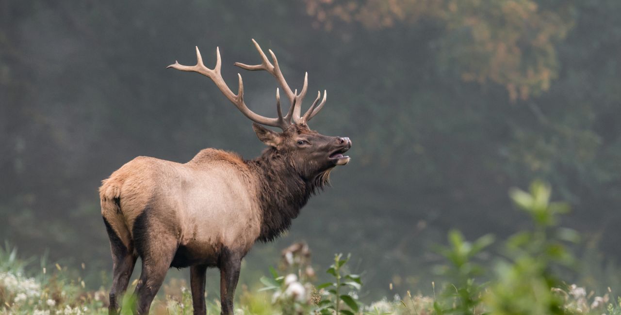 A photo of an elk in the wild.
