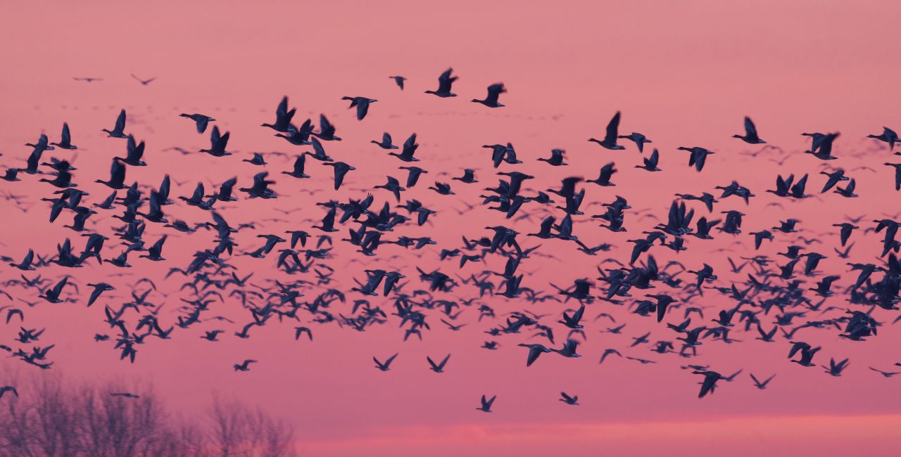 Migrating birds.