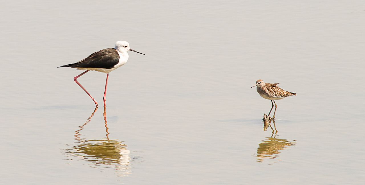 Two birds standing in shallow water.