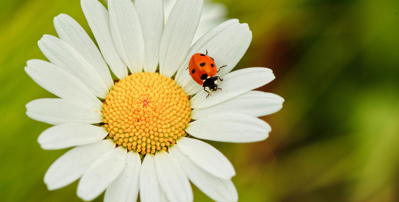 A ladybug on a flower.