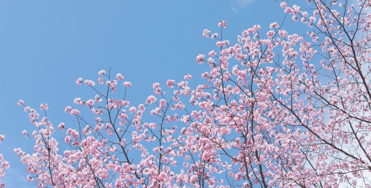 Cherry, cherry, blossoms!