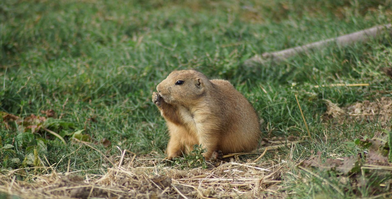 A cute, tiny gopher.
